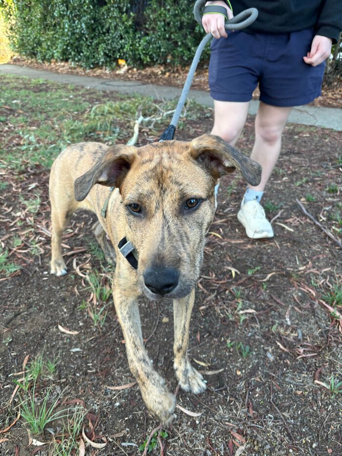 83 Adopted Animals Whose First Month In Their Forever Homes Is Pure Wholesomeness (February Edition)