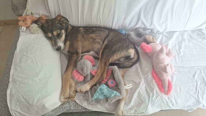 83 Adopted Animals Whose First Month In Their Forever Homes Is Pure Wholesomeness (February Edition)