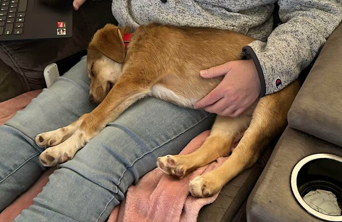 83 Adopted Animals Whose First Month In Their Forever Homes Is Pure Wholesomeness (February Edition)