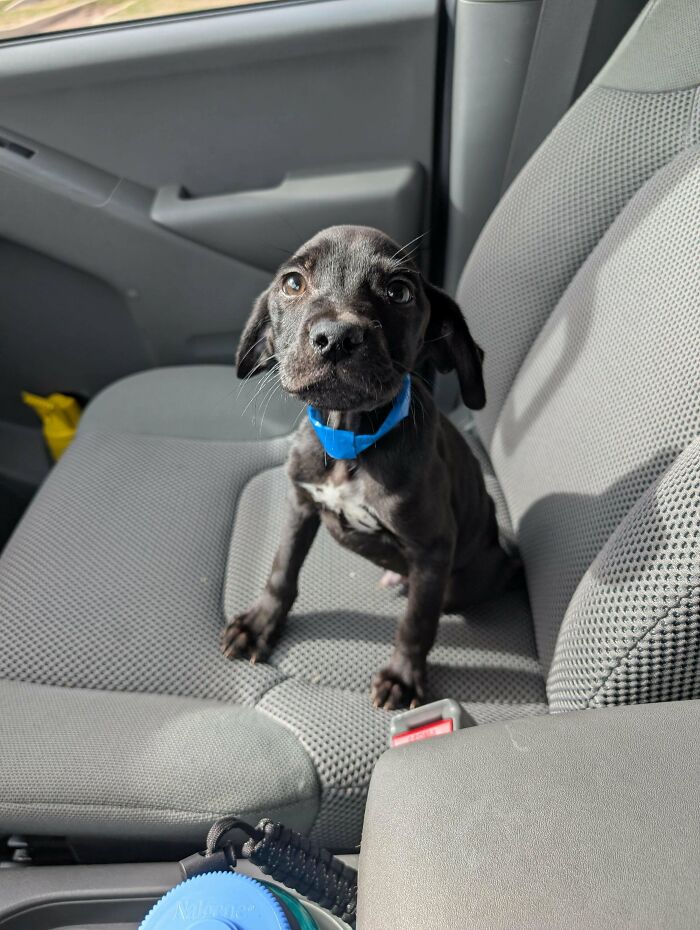 83 Adopted Animals Whose First Month In Their Forever Homes Is Pure Wholesomeness (February Edition)