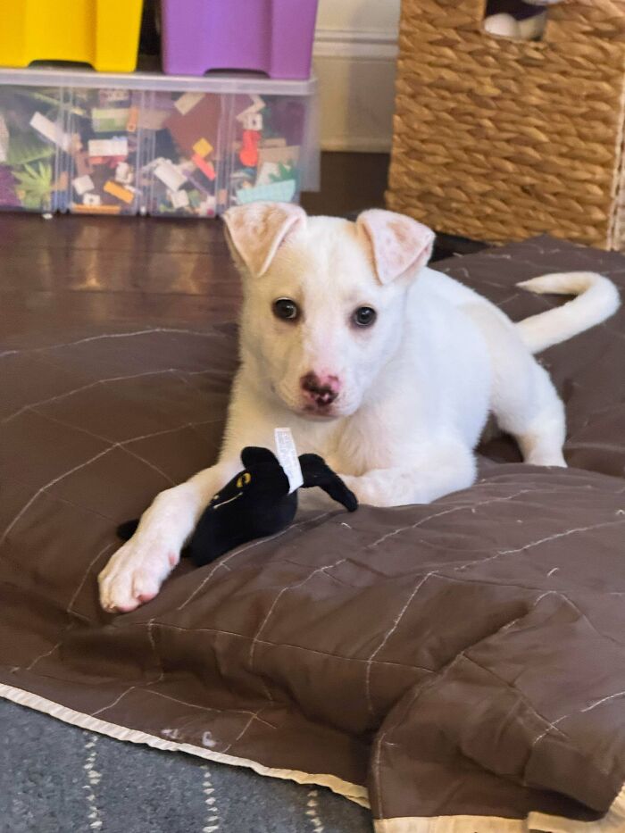 83 Adopted Animals Whose First Month In Their Forever Homes Is Pure Wholesomeness (February Edition)