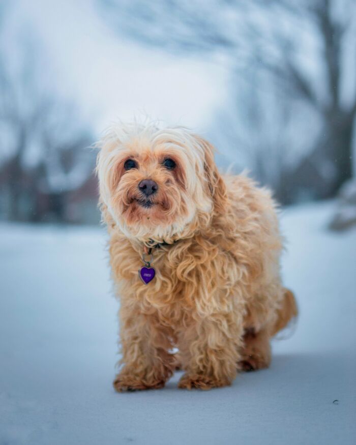 83 Adopted Animals Whose First Month In Their Forever Homes Is Pure Wholesomeness (February Edition)