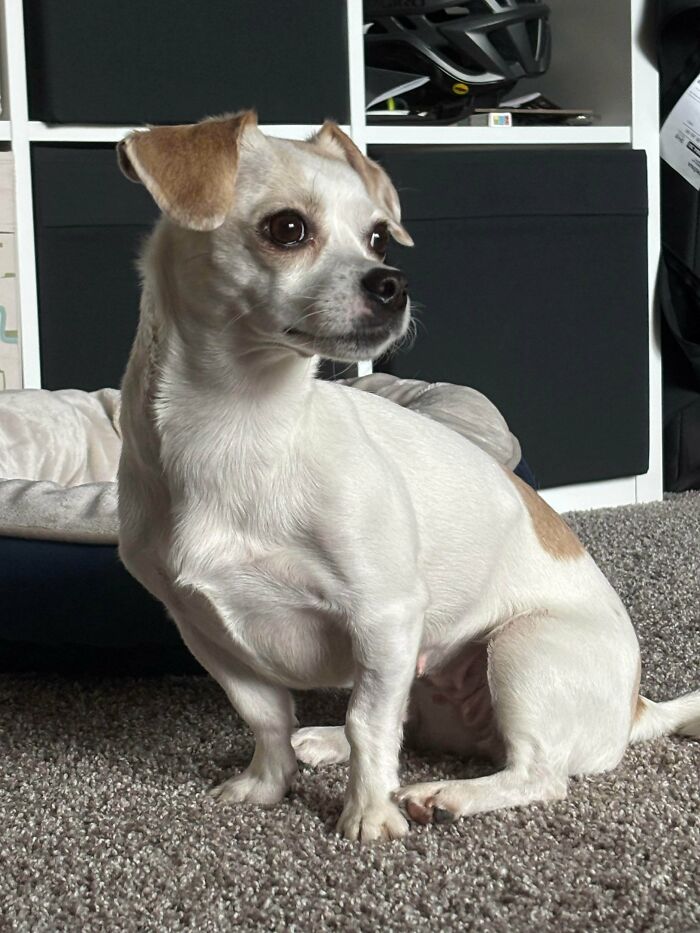 83 Adopted Animals Whose First Month In Their Forever Homes Is Pure Wholesomeness (February Edition)