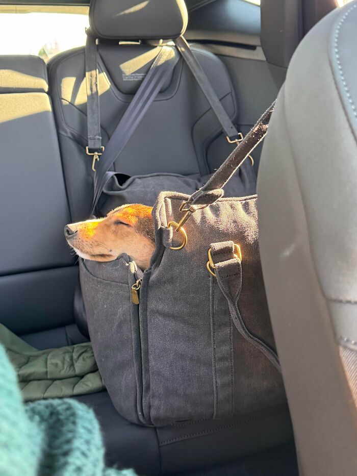 83 Adopted Animals Whose First Month In Their Forever Homes Is Pure Wholesomeness (February Edition)