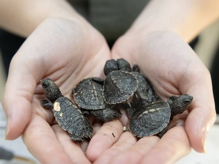 Wildlife Warriors Worldwide: 55 Touching Photos Of Animals Being Rescued