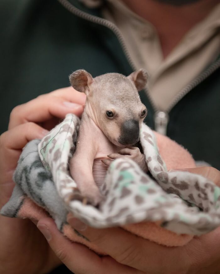 Wildlife Warriors Worldwide: 55 Touching Photos Of Animals Being Rescued