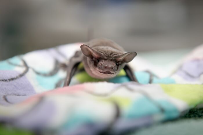 Wildlife Warriors Worldwide: 55 Touching Photos Of Animals Being Rescued