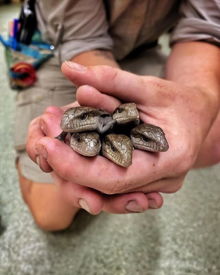 Wildlife Warriors Worldwide: 55 Touching Photos Of Animals Being Rescued