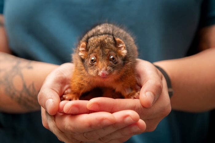 Wildlife Warriors Worldwide: 55 Touching Photos Of Animals Being Rescued