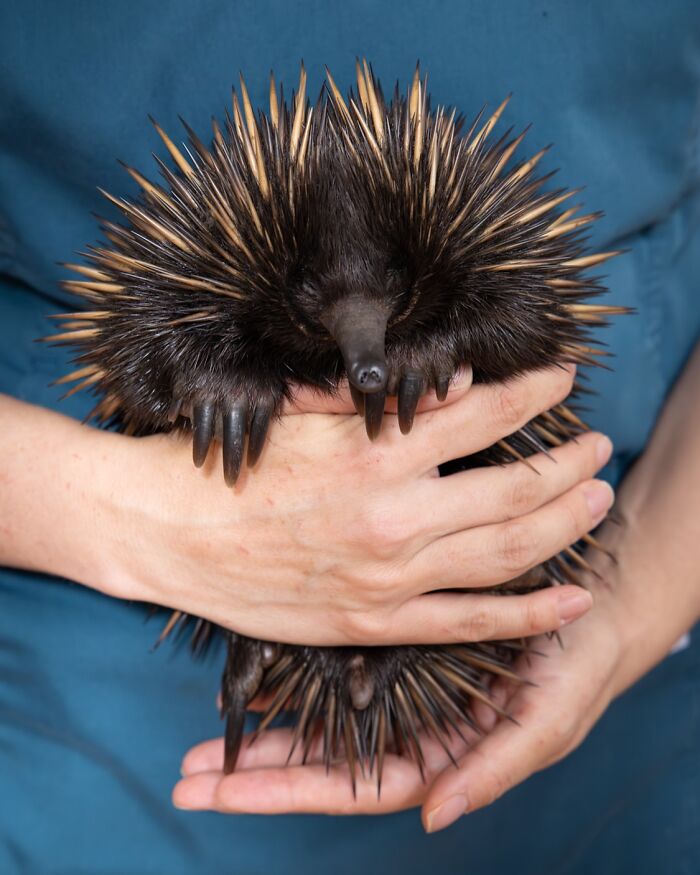 Wildlife Warriors Worldwide: 55 Touching Photos Of Animals Being Rescued