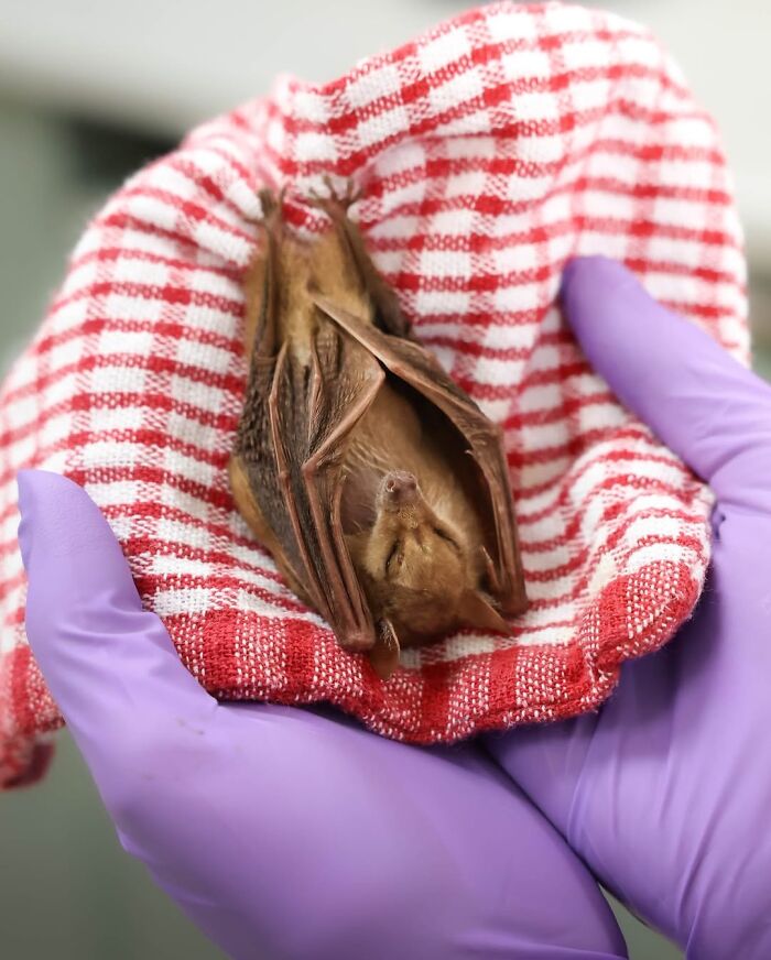 Wildlife Warriors Worldwide: 55 Touching Photos Of Animals Being Rescued