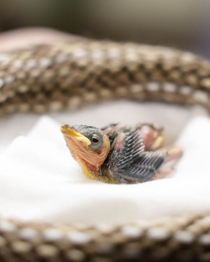 Wildlife Warriors Worldwide: 55 Touching Photos Of Animals Being Rescued