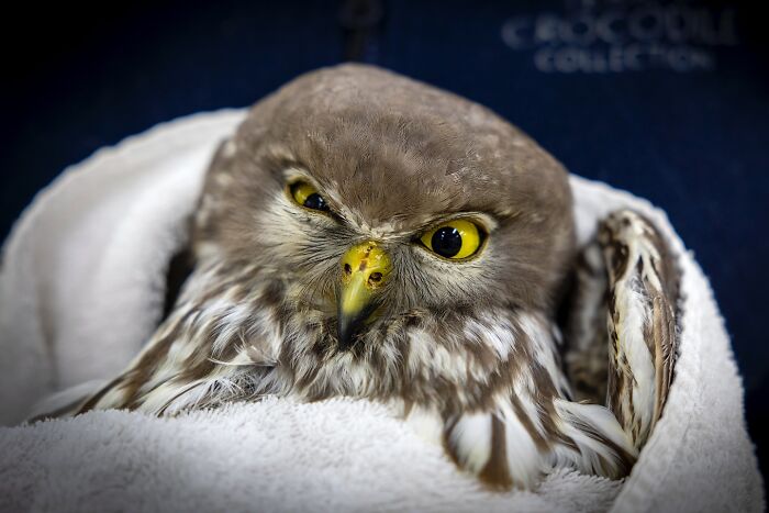 Wildlife Warriors Worldwide: 55 Touching Photos Of Animals Being Rescued