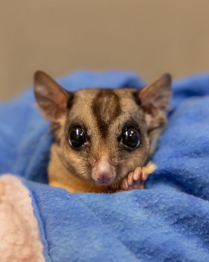 Wildlife Warriors Worldwide: 55 Touching Photos Of Animals Being Rescued