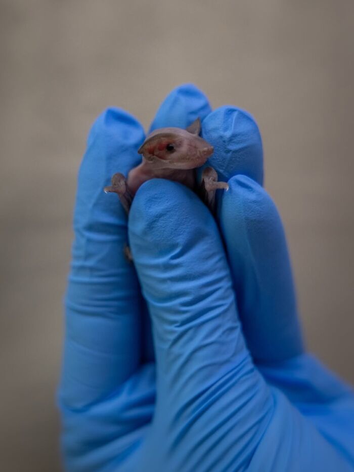 Wildlife Warriors Worldwide: 55 Touching Photos Of Animals Being Rescued