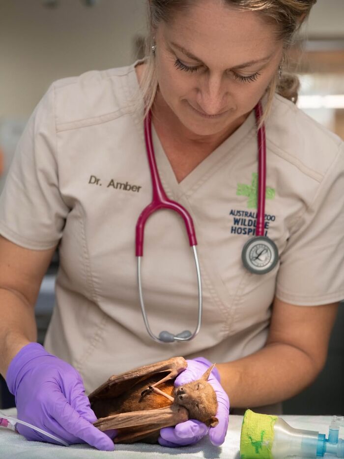 Wildlife Warriors Worldwide: 55 Touching Photos Of Animals Being Rescued