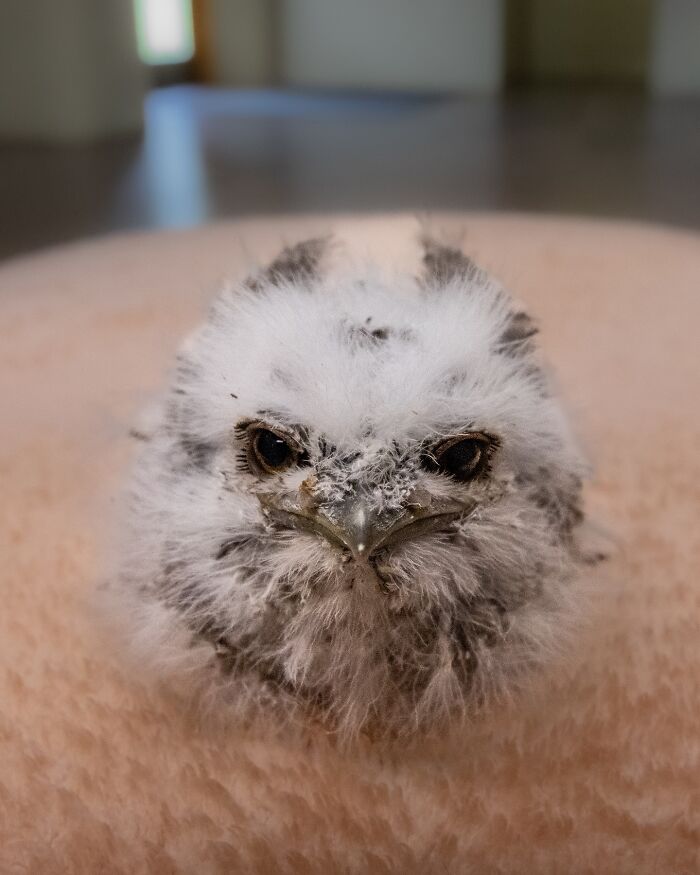 Wildlife Warriors Worldwide: 55 Touching Photos Of Animals Being Rescued