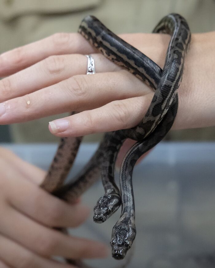 Wildlife Warriors Worldwide: 55 Touching Photos Of Animals Being Rescued