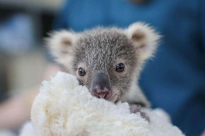 Wildlife Warriors Worldwide: 55 Touching Photos Of Animals Being Rescued