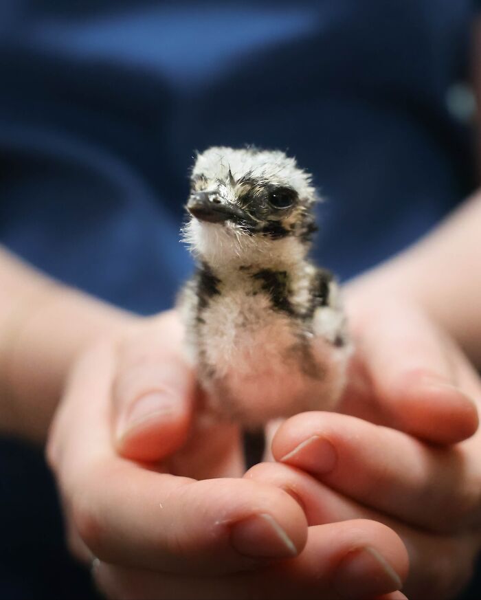 Wildlife Warriors Worldwide: 55 Touching Photos Of Animals Being Rescued