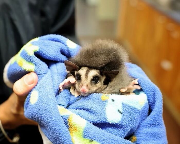 Wildlife Warriors Worldwide: 55 Touching Photos Of Animals Being Rescued