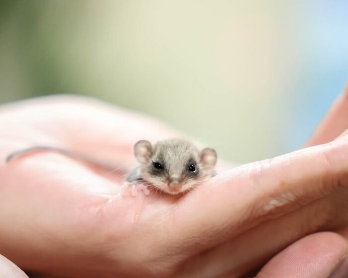 Wildlife Warriors Worldwide: 55 Touching Photos Of Animals Being Rescued