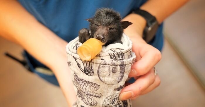 Wildlife Warriors Worldwide: 55 Touching Photos Of Animals Being Rescued