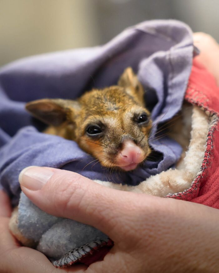 Wildlife Warriors Worldwide: 55 Touching Photos Of Animals Being Rescued