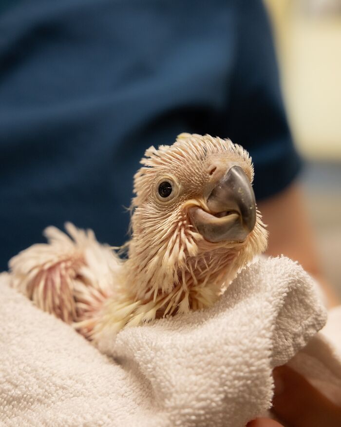 Wildlife Warriors Worldwide: 55 Touching Photos Of Animals Being Rescued