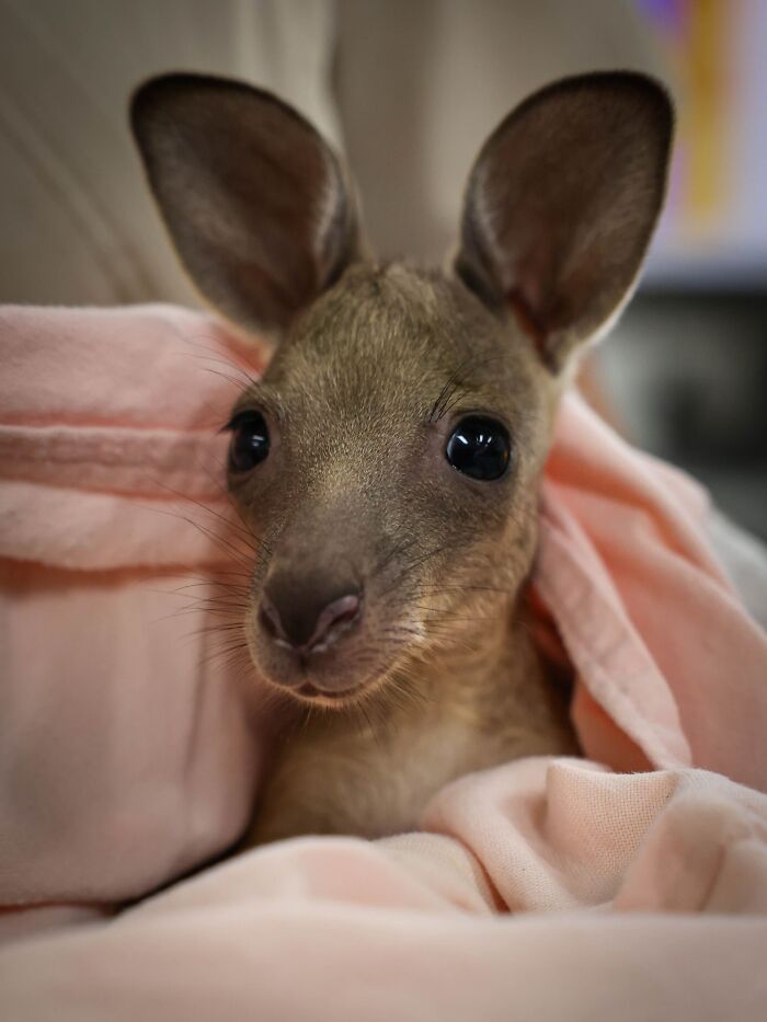 Wildlife Warriors Worldwide: 55 Touching Photos Of Animals Being Rescued