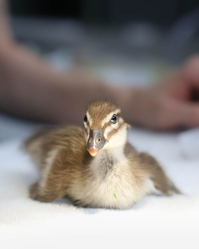 Wildlife Warriors Worldwide: 55 Touching Photos Of Animals Being Rescued