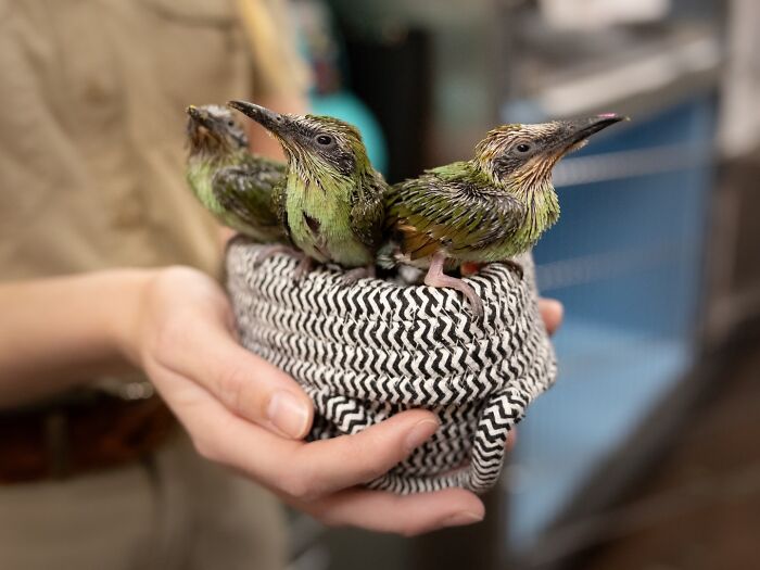 Wildlife Warriors Worldwide: 55 Touching Photos Of Animals Being Rescued