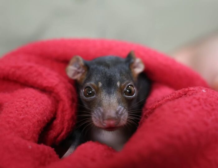 Wildlife Warriors Worldwide: 55 Touching Photos Of Animals Being Rescued