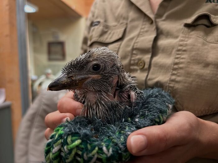 Wildlife Warriors Worldwide: 55 Touching Photos Of Animals Being Rescued