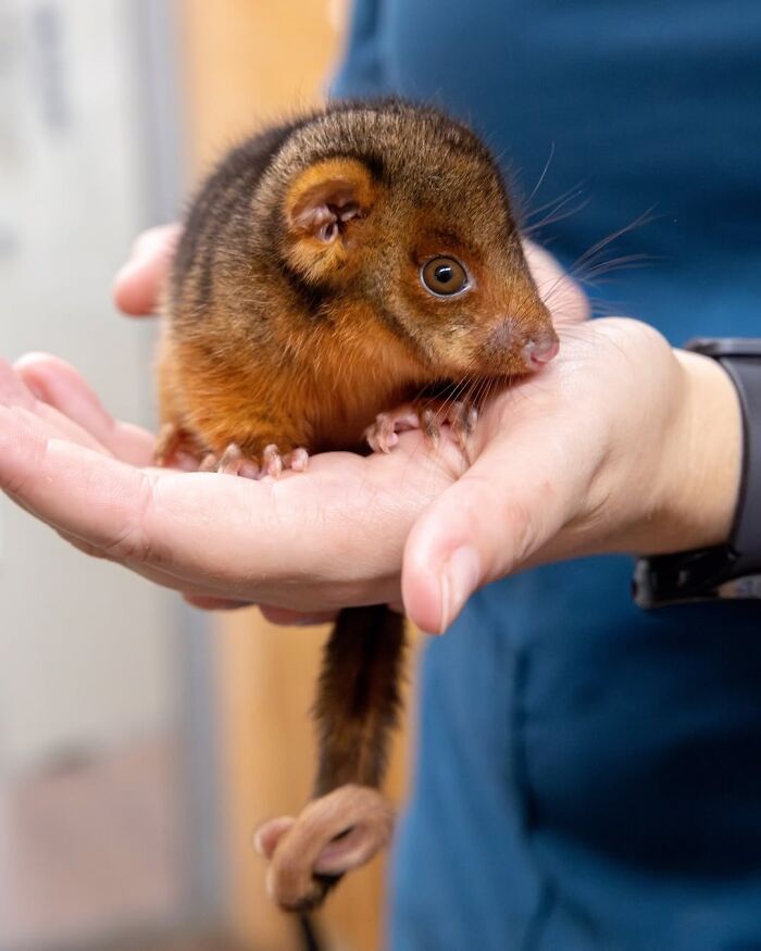 Wildlife Warriors Worldwide: 55 Touching Photos Of Animals Being Rescued