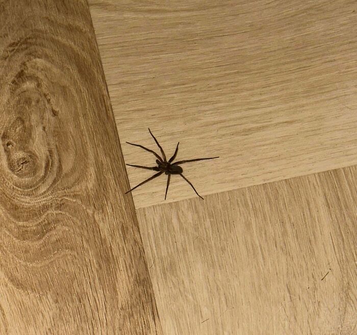 People Are Rethinking Their Decision To Move After Finding These 39 Creepy Things In Their New Homes (New Pics)