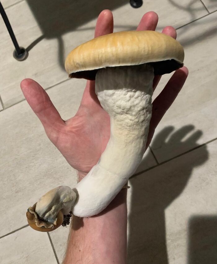 55 Huge Things You May Not Have Known Came In Such Big Sizes 55 Huge Things You May Not Have Known Came In Such Big Sizes