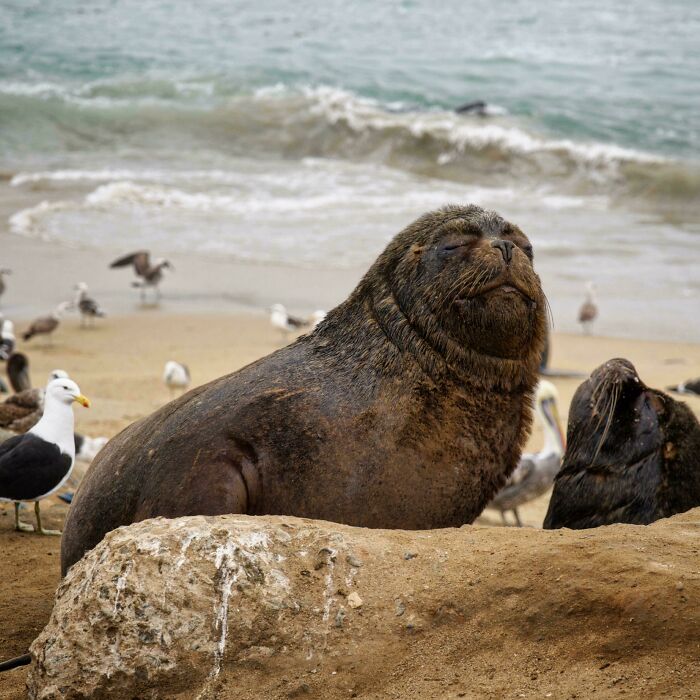 73 High-Quality Pics Showing Animals In All Their Glory