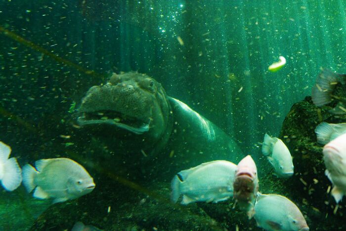 73 High-Quality Pics Showing Animals In All Their Glory