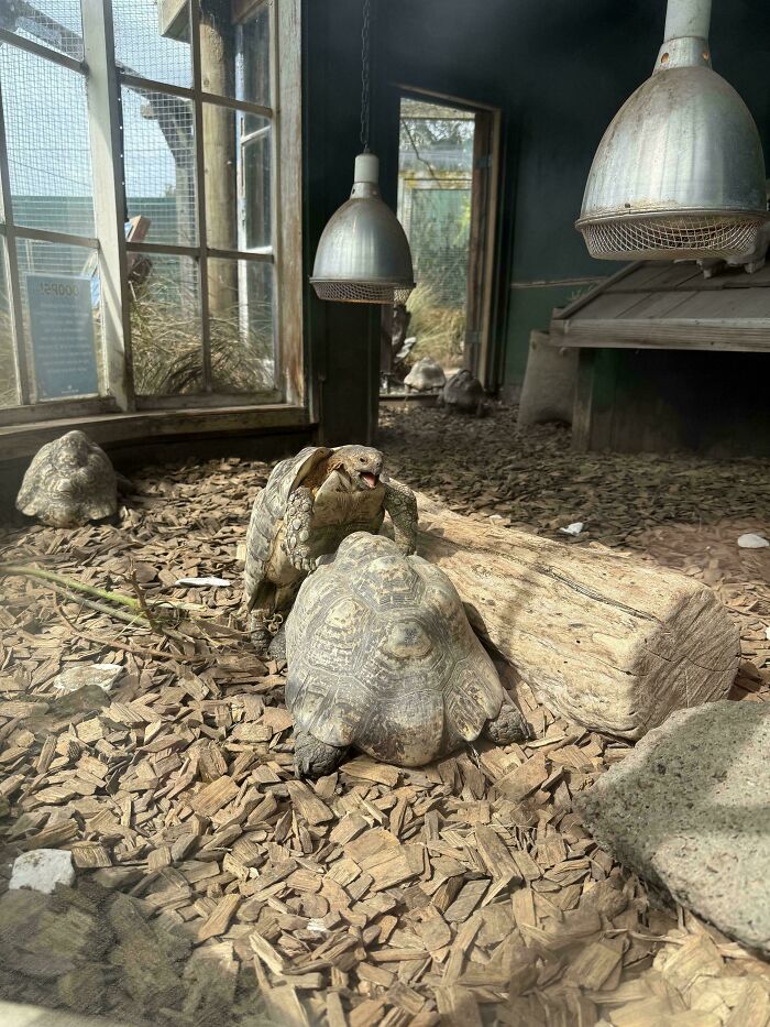 73 High-Quality Pics Showing Animals In All Their Glory