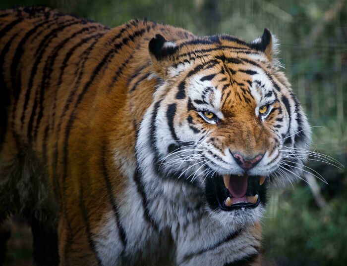 73 High-Quality Pics Showing Animals In All Their Glory