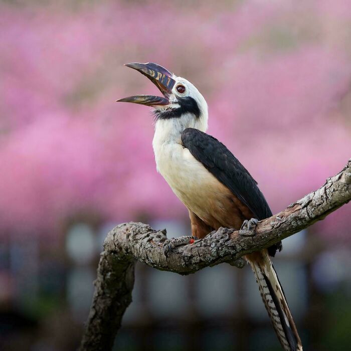 73 High-Quality Pics Showing Animals In All Their Glory