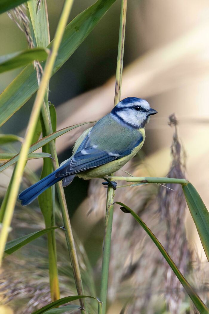 73 High-Quality Pics Showing Animals In All Their Glory