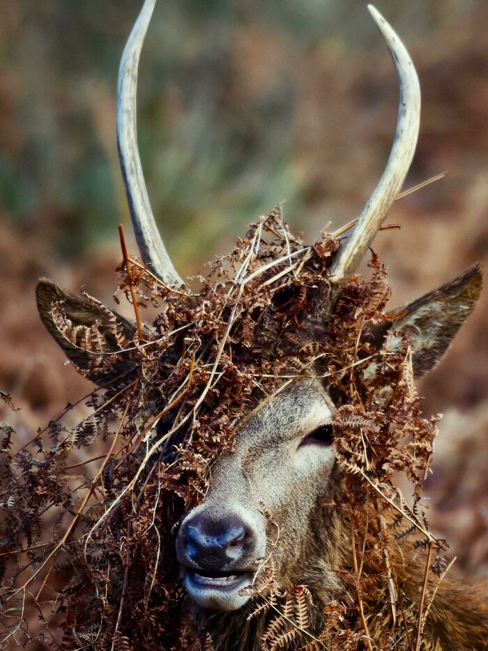 73 High-Quality Pics Showing Animals In All Their Glory