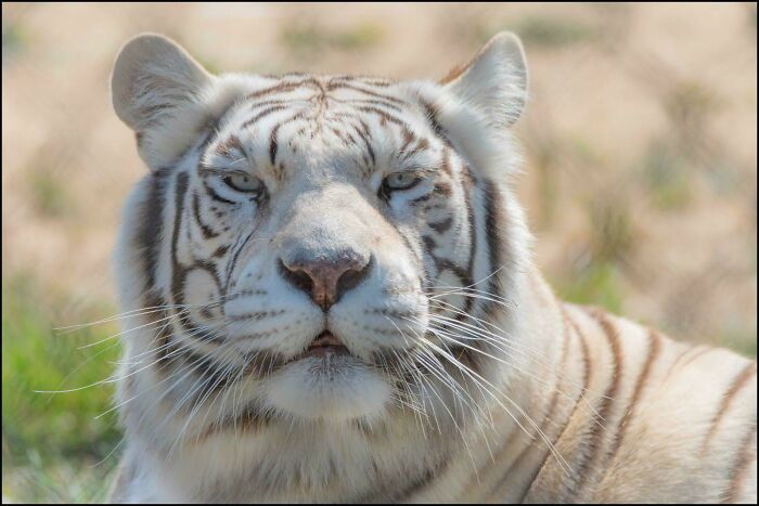 73 High-Quality Pics Showing Animals In All Their Glory