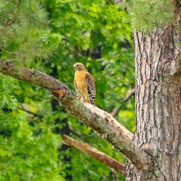 73 High-Quality Pics Showing Animals In All Their Glory