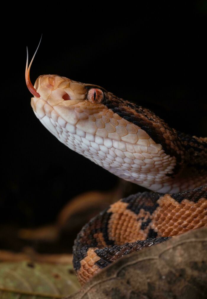 73 High-Quality Pics Showing Animals In All Their Glory