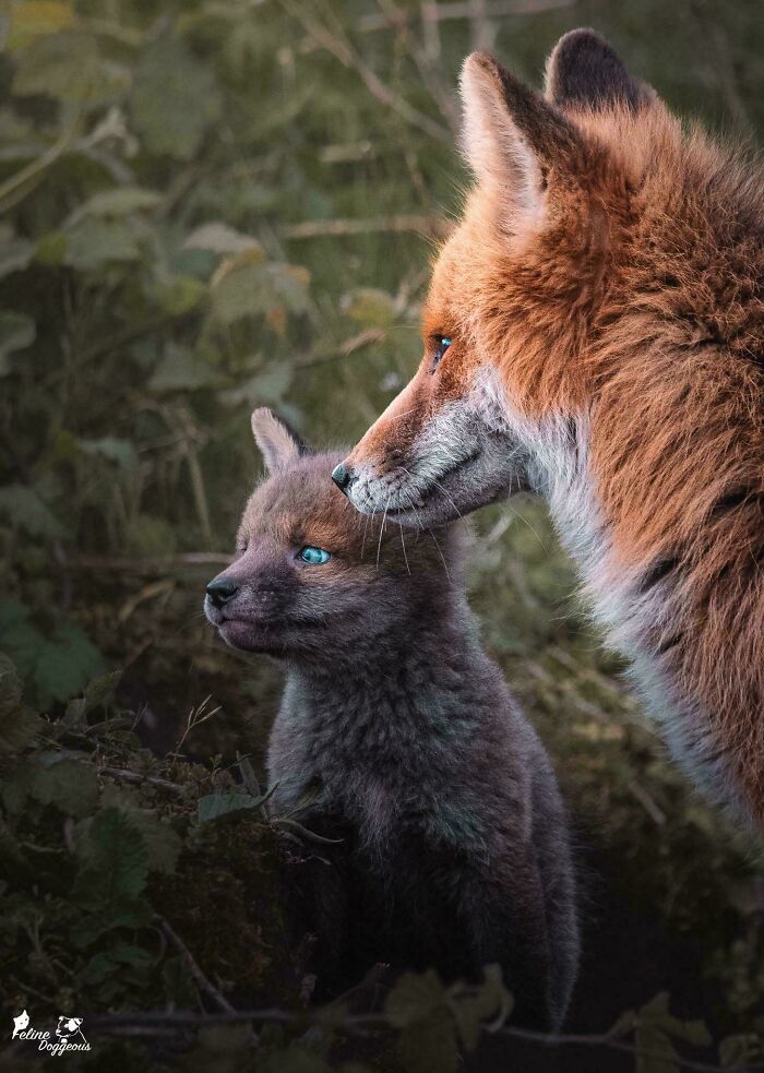 73 High-Quality Pics Showing Animals In All Their Glory