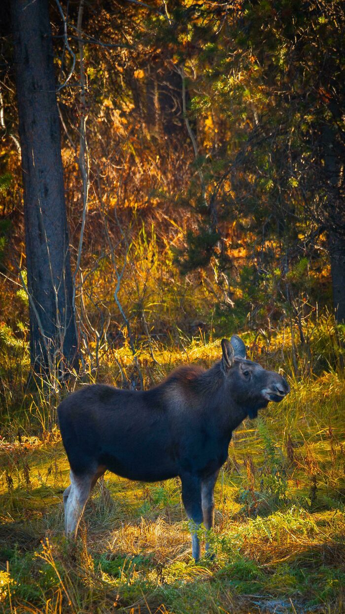 73 High-Quality Pics Showing Animals In All Their Glory