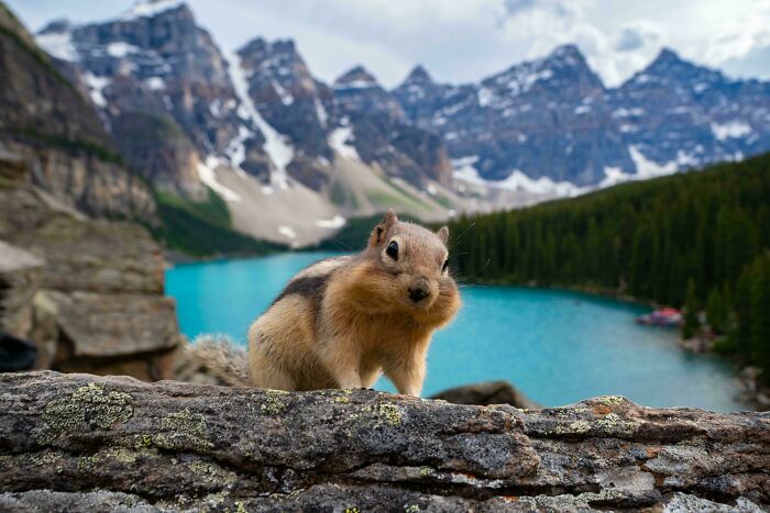 73 High-Quality Pics Showing Animals In All Their Glory